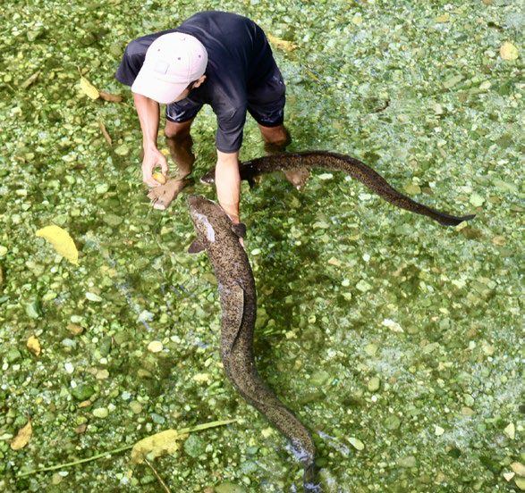 A villager reaching into a pond to show a large eel
